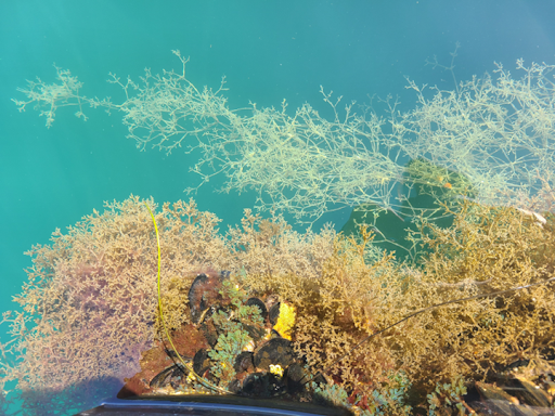 Amathia verticillata in their two structural forms: elongated (top) and compact (bottom).