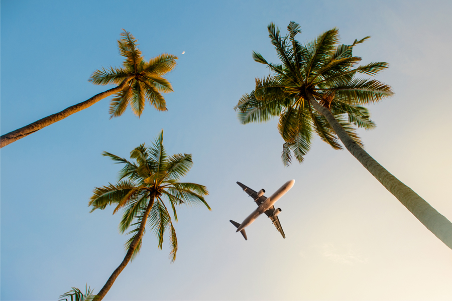 Looking up through palm trees at an airplane at sunset