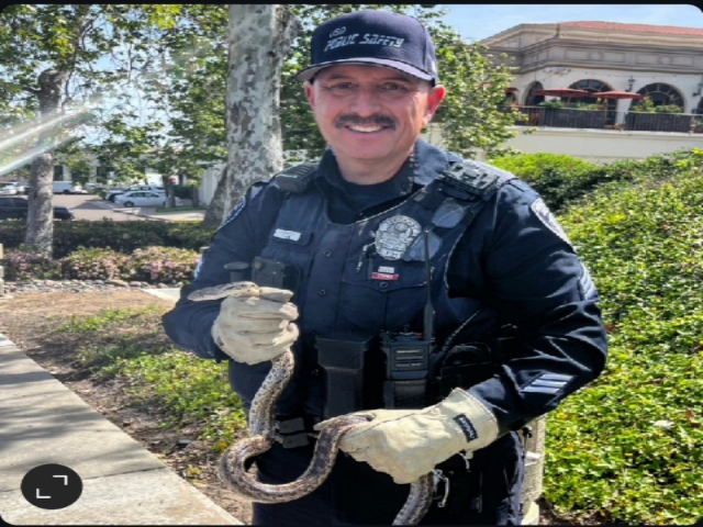 sergeant with gopher snake