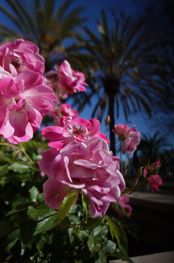 Blooming pink flowers on the USD campus