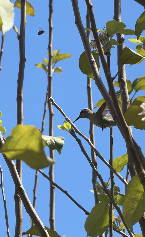 bird in trees