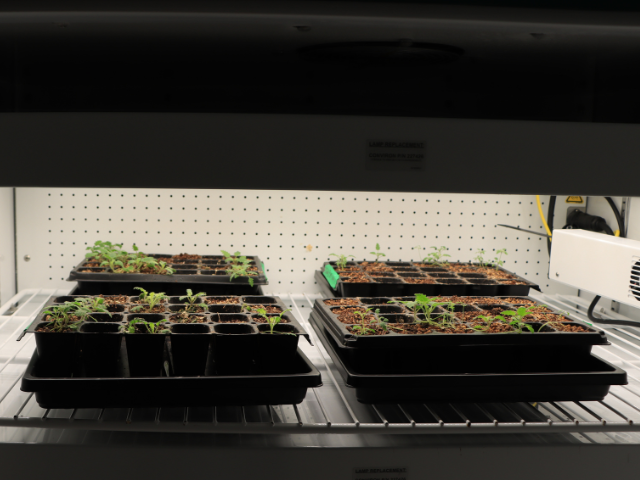 Sproutlings of P. parryi