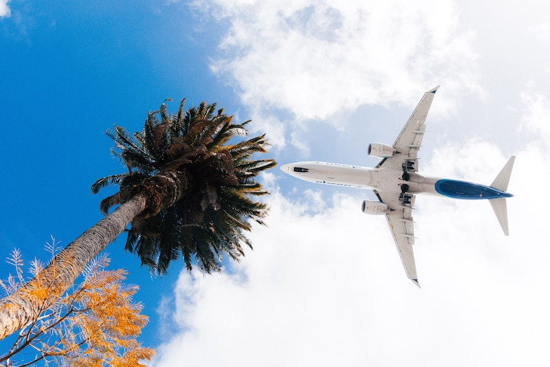 View of the bottom of an airplane flying in the sky over a palm tree in San Diego