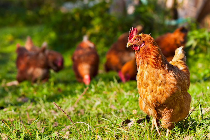 Free-range chickens on an organic farm